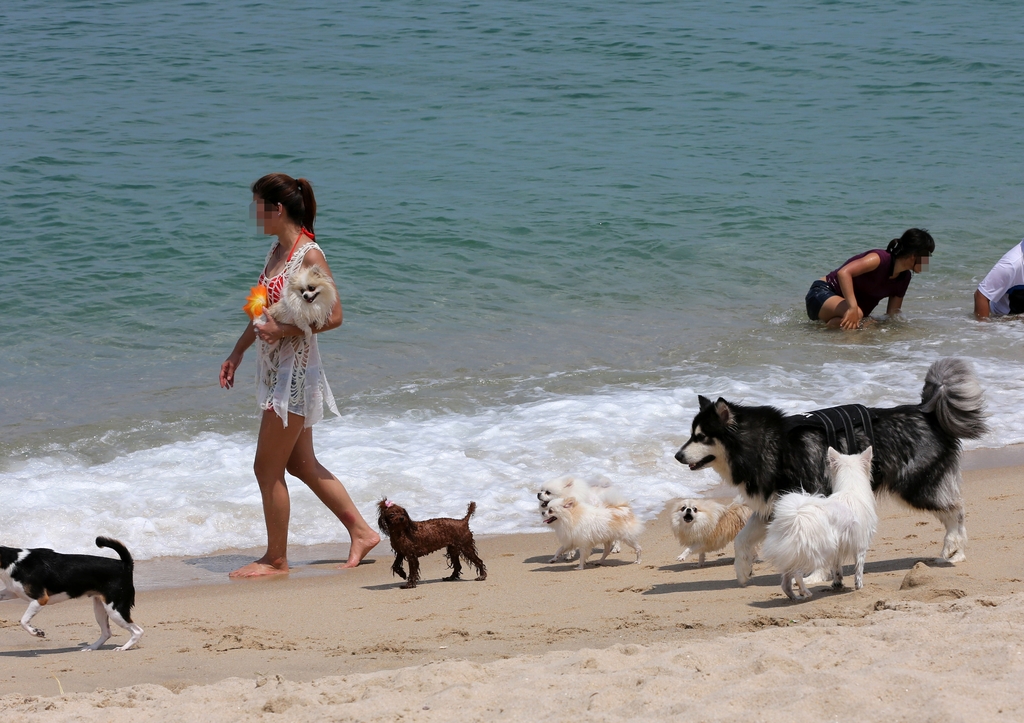In jüngster Zeit werden Strände in Ulsan, Geoje und Yangyang als hundefreundlich genutzt. Foto: Eine Schwimmerin und Hunde am Sageunjin-Strand ⓒ Yonhap News