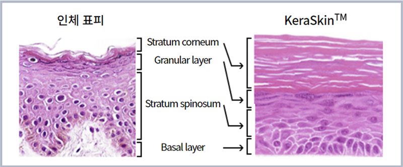 Das 3D-Modell des Humanhautmodells &bdquo;KeraSkin&rdquo; ⓒ Screenshot vom National Institute of Food and Drug Safety Evaluation
