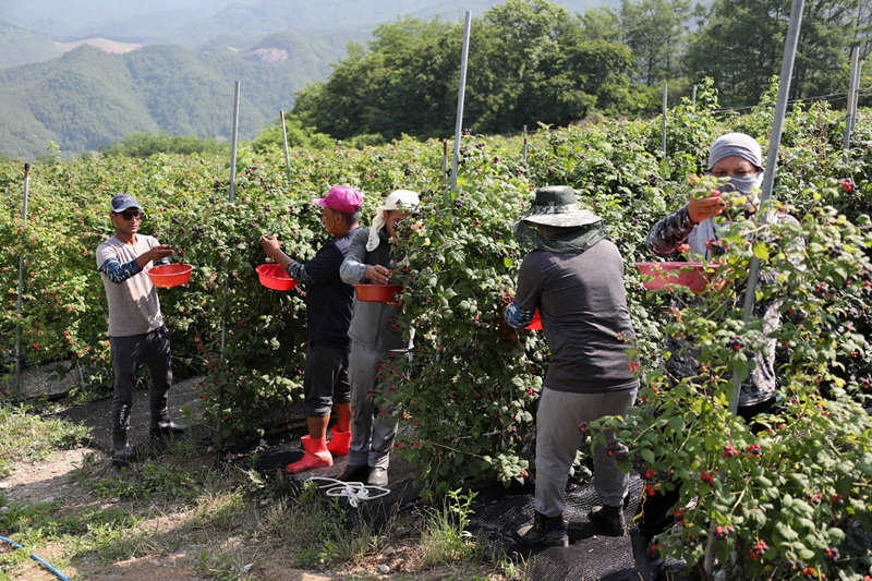 Foto: Ausl&auml;ndische Arbeitskr&auml;fte auf einem Bauernhof in Muju-gun in der Provinz Jeollabuk-do ⓒ Muju-gun