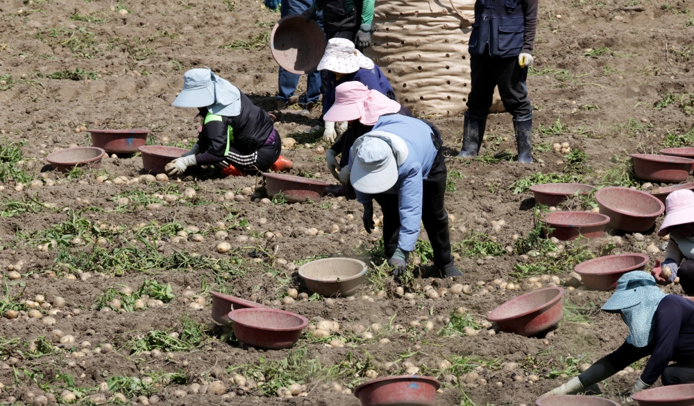 Foto: Ausländische Arbeiter, die am 30. Juni auf einem Kartoffelfeld in Gangdong-myeon in Gangneung in der Provinz Gangwon-do Kartoffeln ernten ⓒ Yonhap News