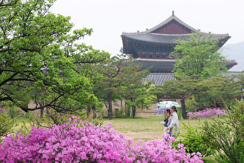 Ausl&auml;ndische Touristen besuchen am 20. April mit Regenschirmen den Gyeongbokgung-Palast in Jongno, Seoul ⓒ Korea.net