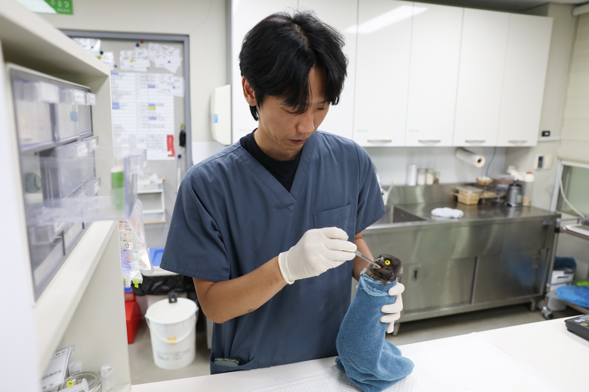 Am 24. Juli füttert ein Tierarzt im Wildlife Medical Center des Nakdong Estuary Eco Center ein gerettetes Junges des Falkenkauz. Dieses Zentrum trägt durch die professionelle Behandlung und Rehabilitation von Wildtieren zu ihrer Rückkehr in die Natur bei 