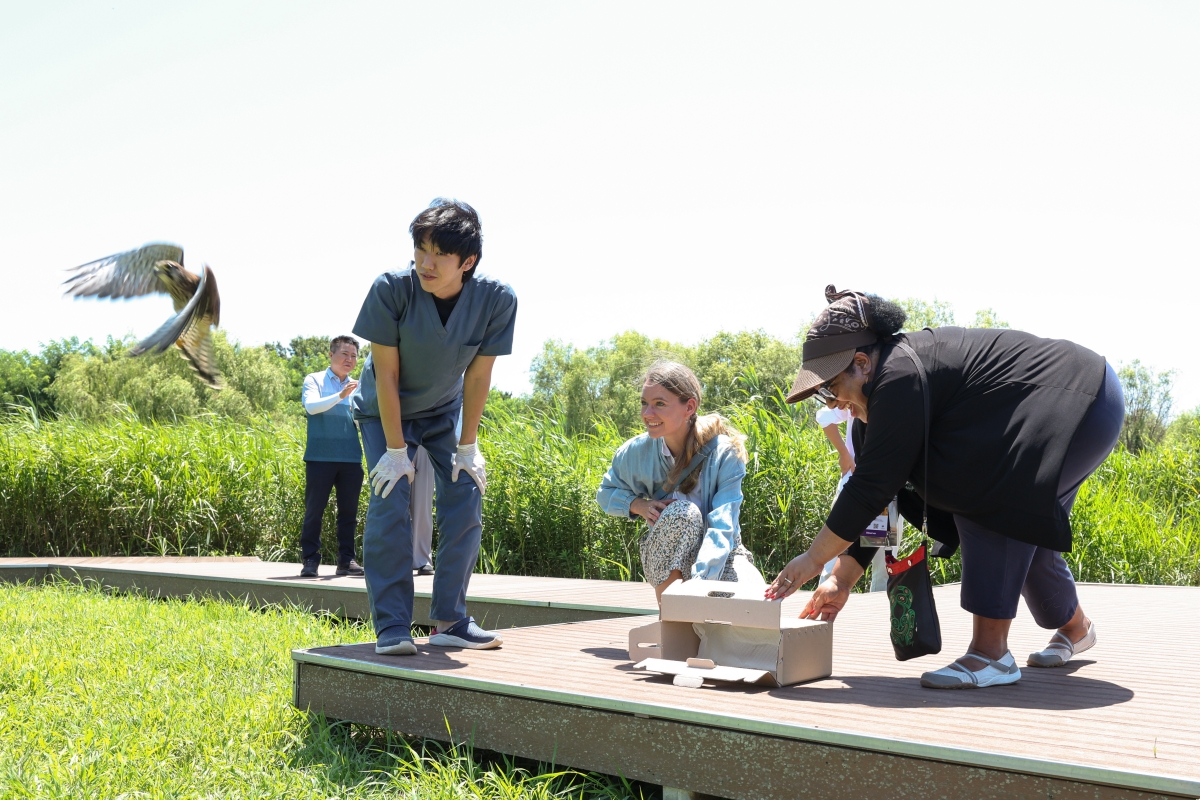 Am 24. Juli entlässt eine internationale Teilnehmerin einer Ökotour zum Zugvogel-Schutzgebiet am Unterlauf des Flusses Nakdonggang den im Nakdong Estuary Eco Center gepflegten Vogel wieder in die Natur