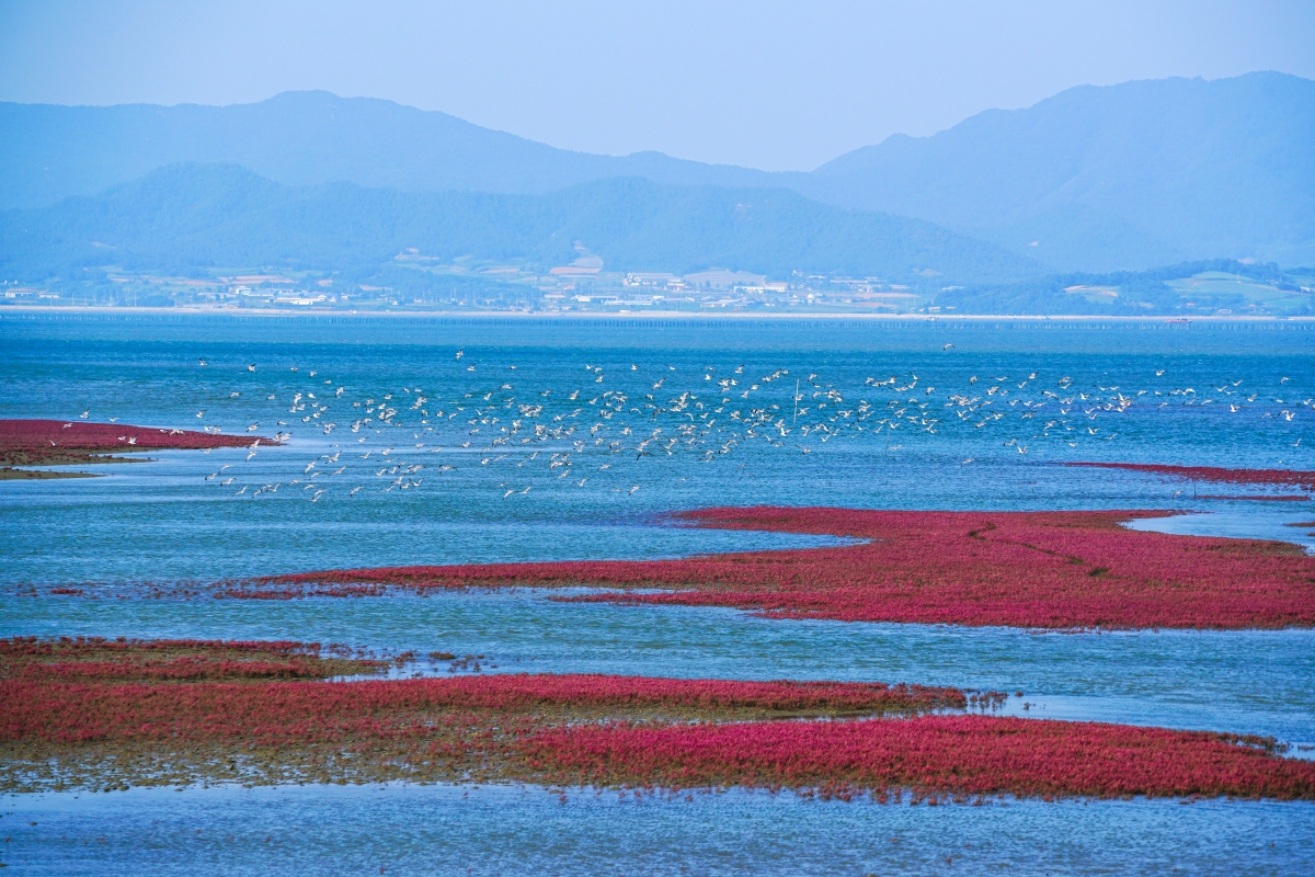 Foto: Das Getbol der Bucht Hamhae in Muan in der Provinz Jeollanam-do ⓒ World Heritage Promotion Team of Korean Tidal Flats 