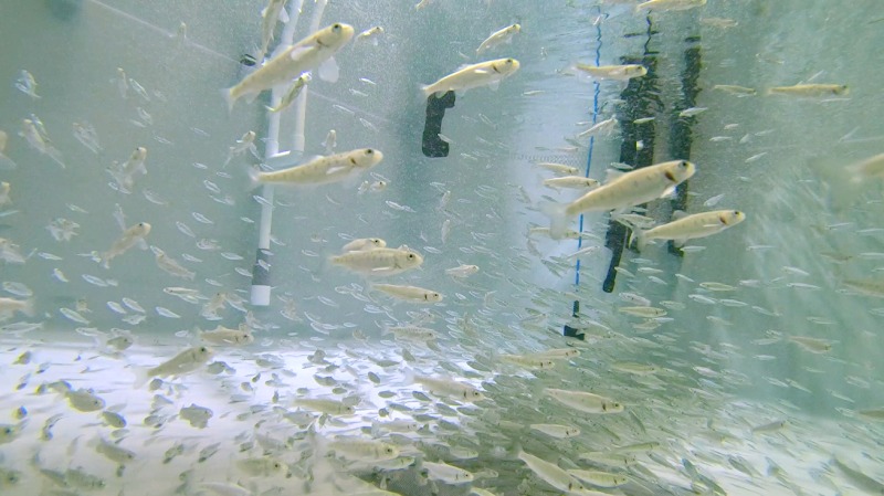 Lachse, die im Aufzuchtraum für Jungfische bei Eco Aquafarm aufgezogen werden