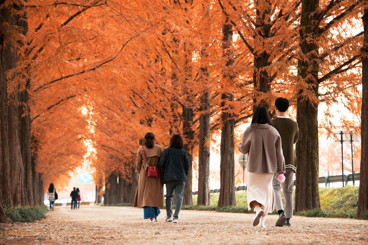 Metasequoia-Weg in Damyang in Jeonnam-Gwangju Special Metropolitan City ⓒ Korea Tourism Organization