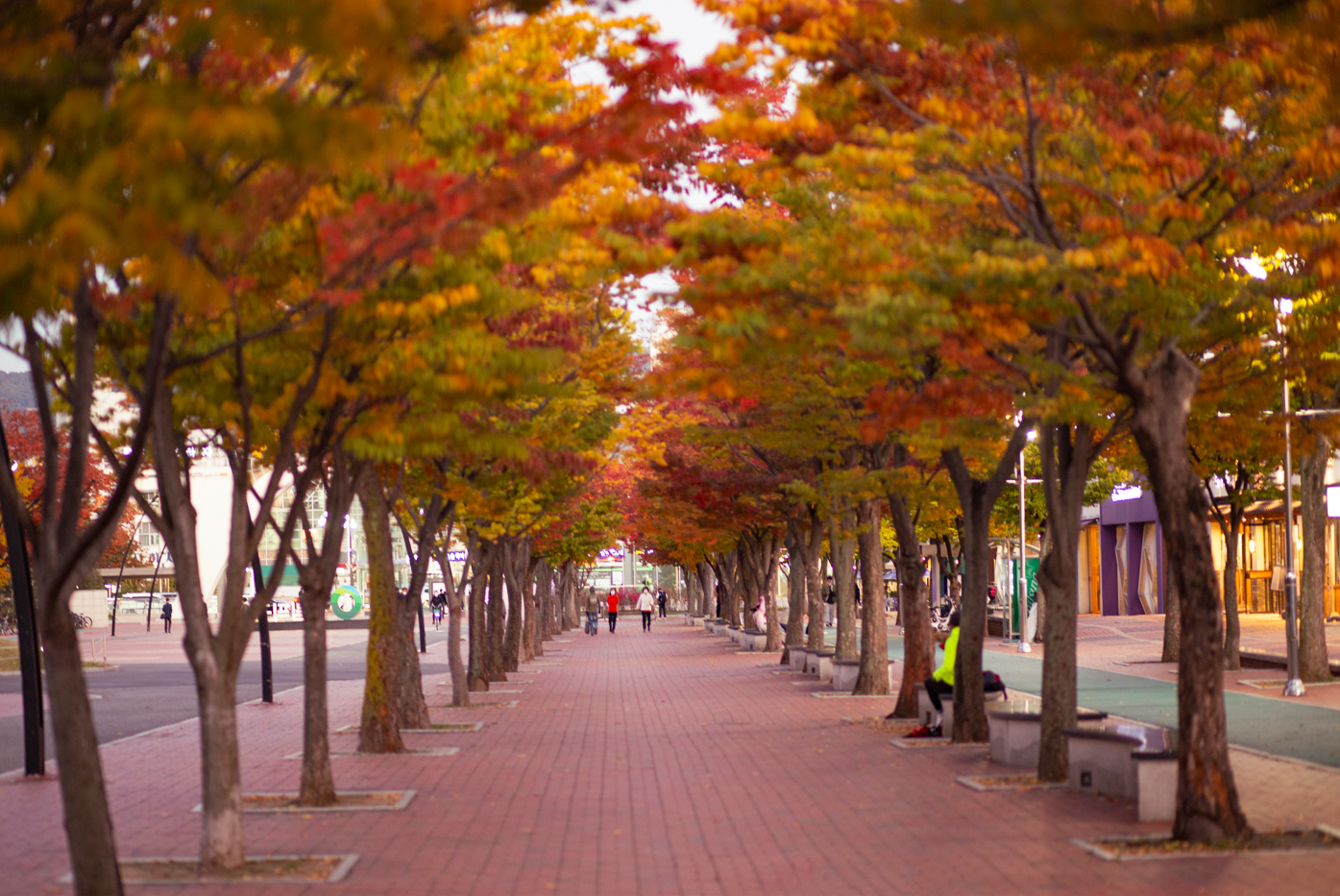 Die Herbstf&auml;rbung im Olympiapark in Songpa-gu ⓒ Seoul Tourism Organization