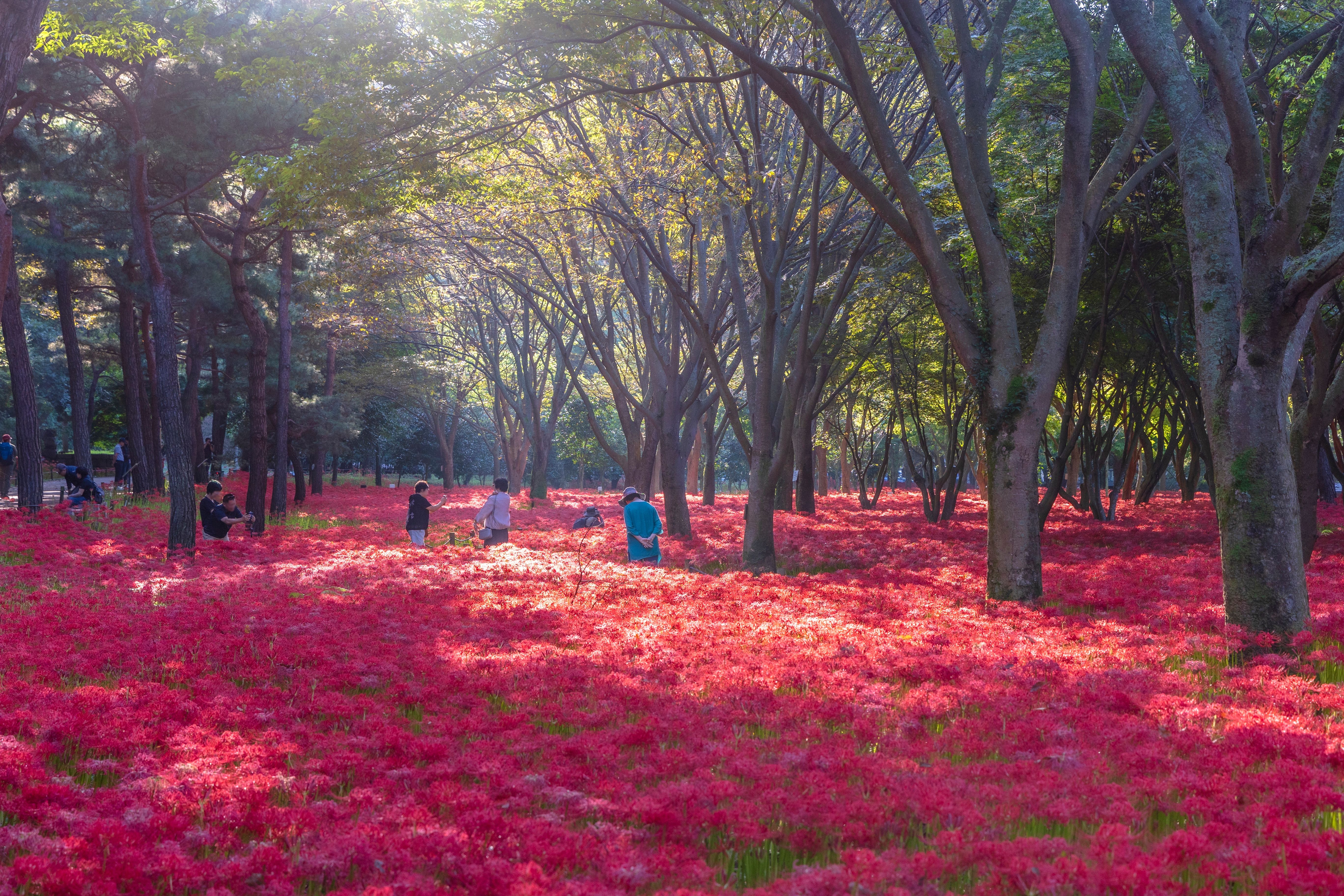 Foto:  Rosarote Spinnenlilie im Gebiet vom Bulgapsa-Tempel in Yeonghwang-gun in der Provinz Jeollanam-do ⓒ Korea Tourism Organization 