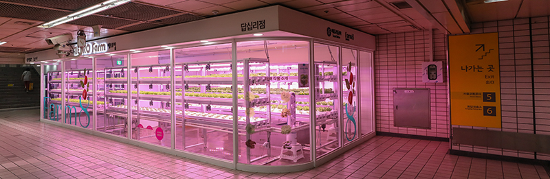 Das sogenannte ‚Vertical Farming‘ wird an einer U-Bahnhof in Seoul installiert. Es ist eine Methode, bei der Lebensmittel wetterunabhängig, pestizidfrei und platzsparend angebaut werden. ⓒ Kim Sunjoo/Korea.net