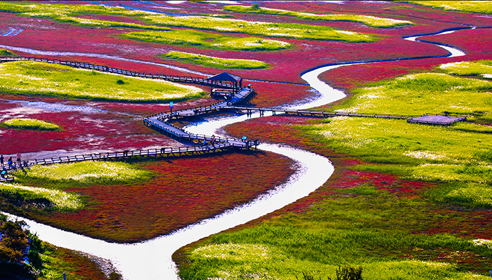 Die Insel Jeungdo, eine der zahlreichen Inseln der Gemeinde Sinan-gun, ist mit Blumen übersät.