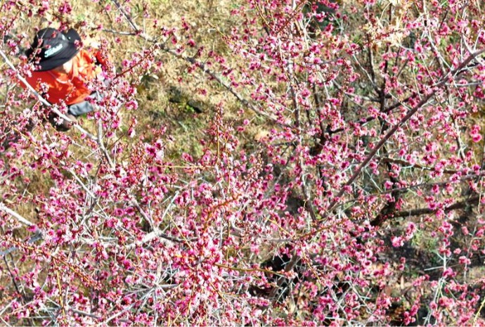 Pflaumenblüten auf der Insel Jeju