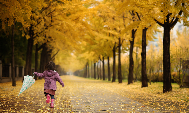 96 empfehlenswerte Straßen für Herbstlaub in Seoul