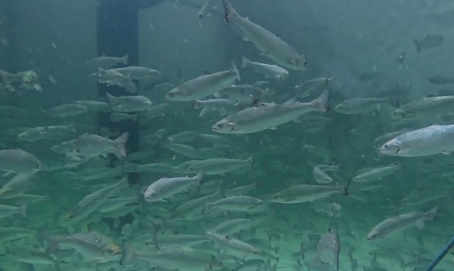 Atlantischer Lachs wird nun in Busan aufgezogen