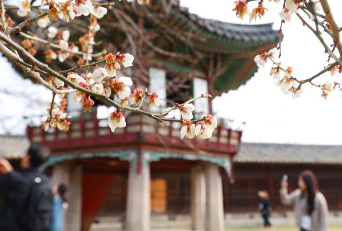 Frühling im Changdeokgung-Palast
