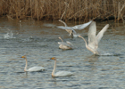 Gunsan International Zugvögel Festival 