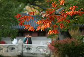 Perfektes Herbstwetter in Seoul