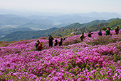 Königliche Azaleen und Kirschblüten wachsen auf dem Berg Hwangmaesan