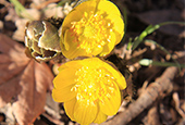 Frost hält Blumen nicht vom Blühen ab