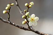 Der Frühling in Seoul rückt näher