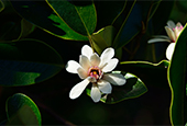 Riesiger Magnolienbaum auf Jeju entdeckt