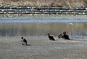 Dongcheon-Mündungsgebiet anerkannt als Ramsar-Gebiet