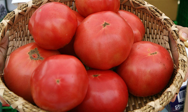 Leitfaden für Behandlung von Tomaten nach der Ernte stärkt Afrikahilfe