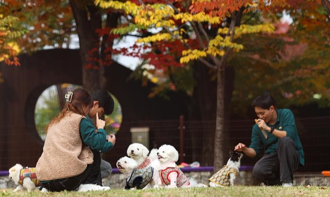 „Pet Park am Flughafen Gimpo eröffnet