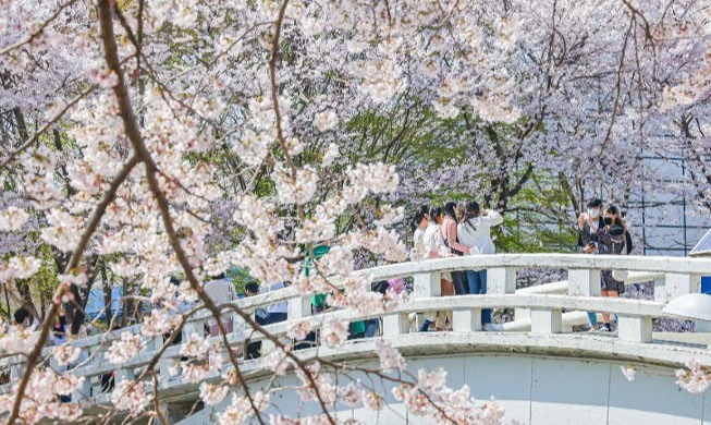 Die sechs empfohlenen Frühlingsblütenwege in Südkorea