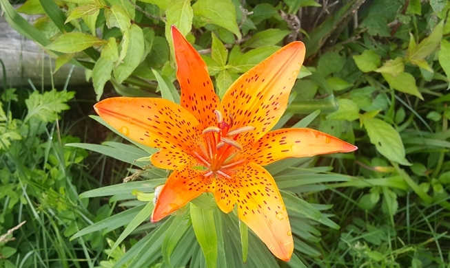 Wildblumen stehen in voller Blüte auf dem Jirisan-Berg