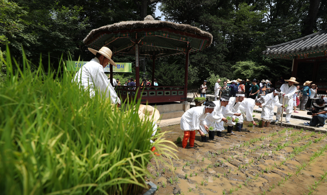 Touristen genießen traditionellen Reisanbau im Palast Changdeokgung