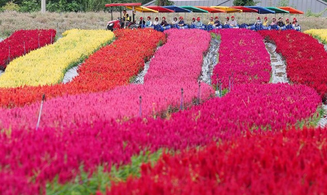 Herbstblumen blühen im Goseokeong-Blumengarten