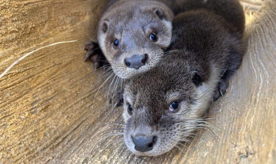 [Koexistenz von Mensch und Tier] ① Richtungswechsel in der Tierpolitik