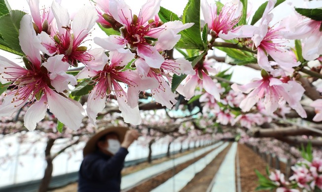 Pfirsichblüten kündigen den bevorstehenden Frühling an