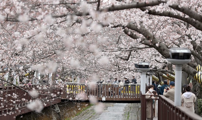 Kirschblütenstraße Yeojwacheon in Jinhae