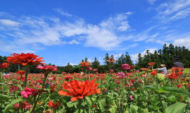 Zinnien blühen auf der Insel Jeju