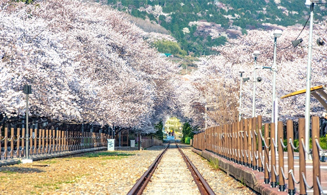Forbes stellt fünf koreanische Sehenswürdigkeiten für Kirschblüten vor