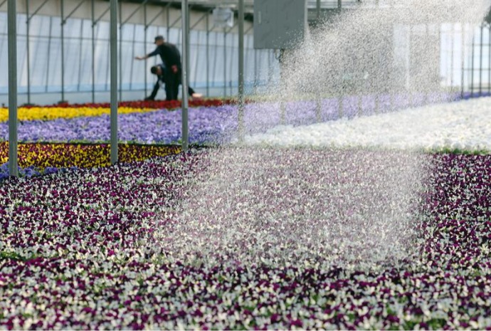 Gewächshaus für Blumen