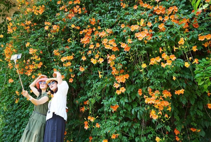 Trompetenblumen im Sommer