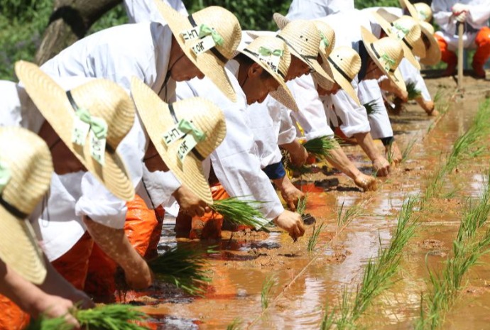 Traditionelles Reispflanzen