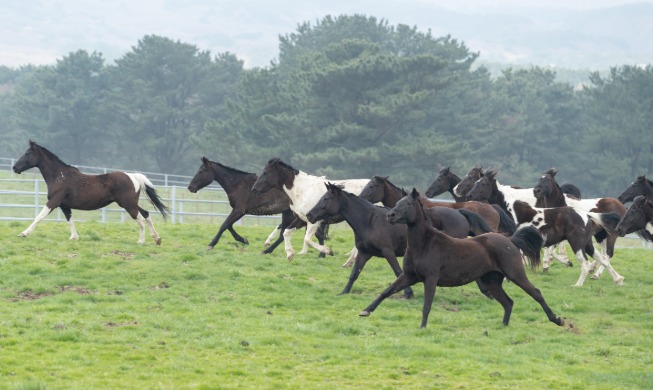 Auftritt der RDA-Pferde – einer für Korea einzigartigen Reitpferderasse