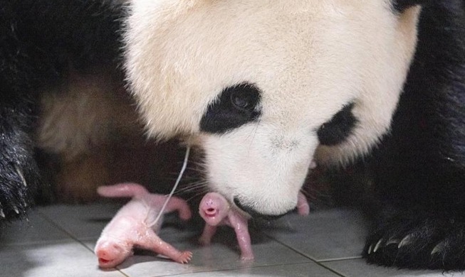 Geburt von Panda-Zwillingen zum ersten Mal in Korea
