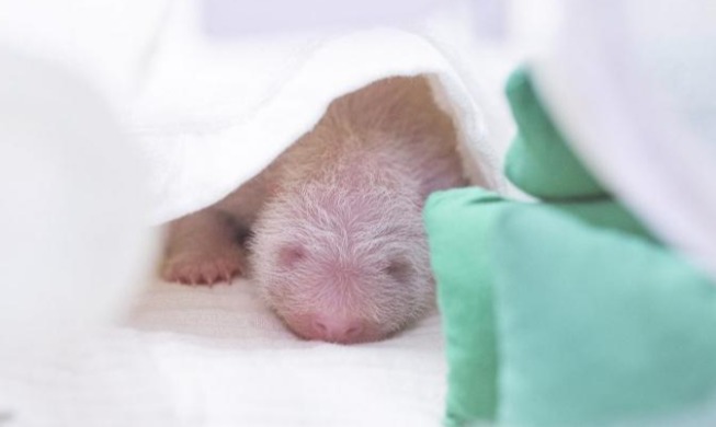 Viertes Panda-Baby in Korea natürlich geboren