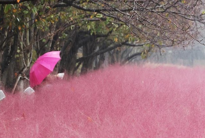 Herbstregen und rosa Ziergräser