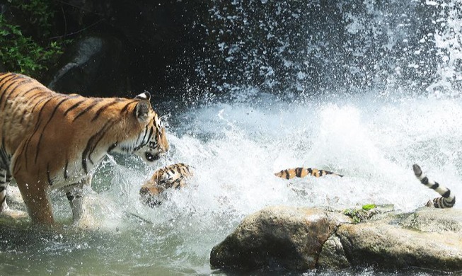 Koreanische Tiger kämpfen gegen Sommerhitze