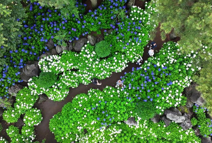 Garten voller blühender Hortensien