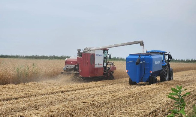 Futtermittelerzeugung auf Saemangeum