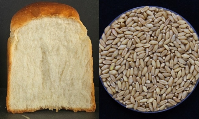 In Korea wurde neue Weisensorte entwickelt - vier Ernten pro Jahr ermöglicht