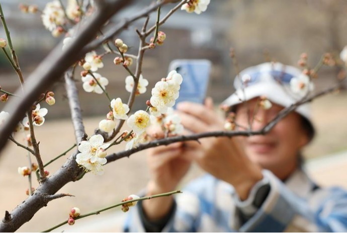 Pflaumenblüten kündigen den Frühling
