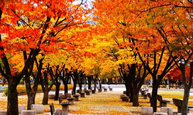 103 Orte in Seoul zum Genießen des Herbstes