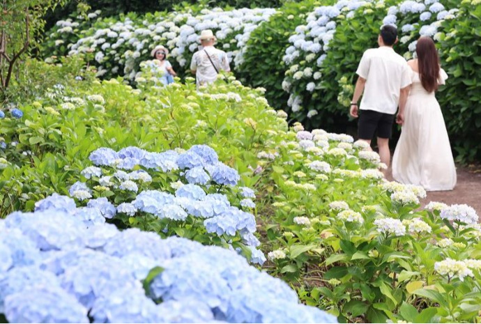 Hortensien auf der Injel Jeju